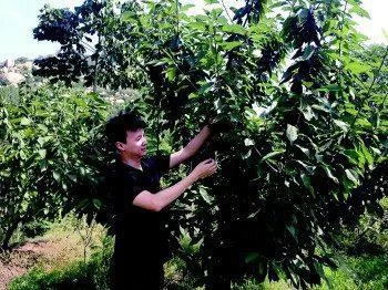 秋季栽树最佳时间?好处房前栽树讲究全!