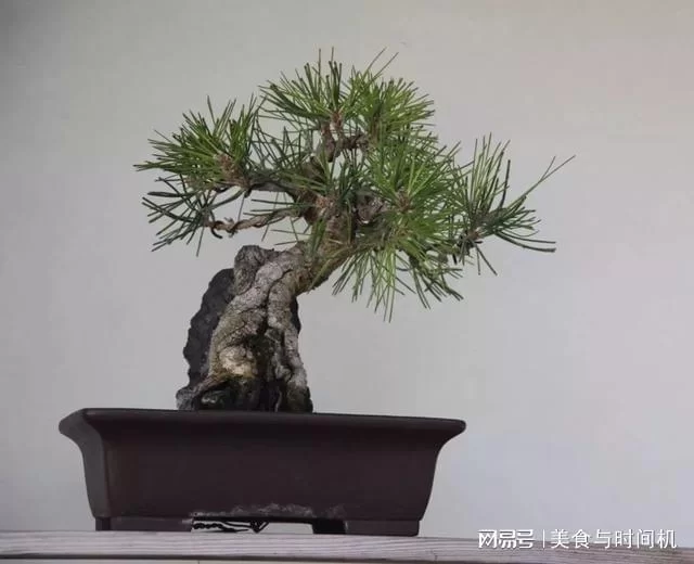 盆景做副业靠谱吗？前景和适合人群怎么样？