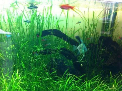 水草和鱼一起养，会抢氧气吗？对鱼到底好不好？