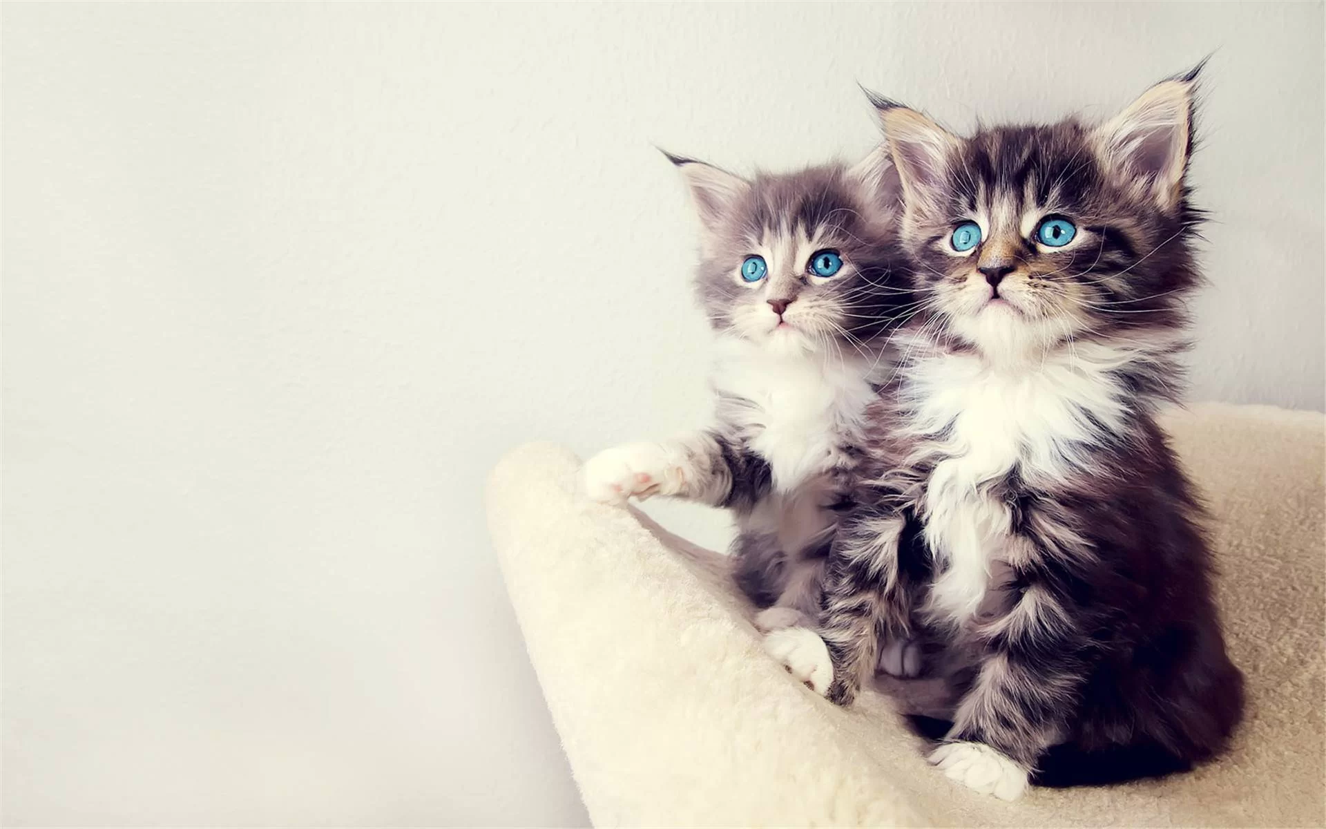 成都上门洗猫副业适合上班族女性吗?多少钱?