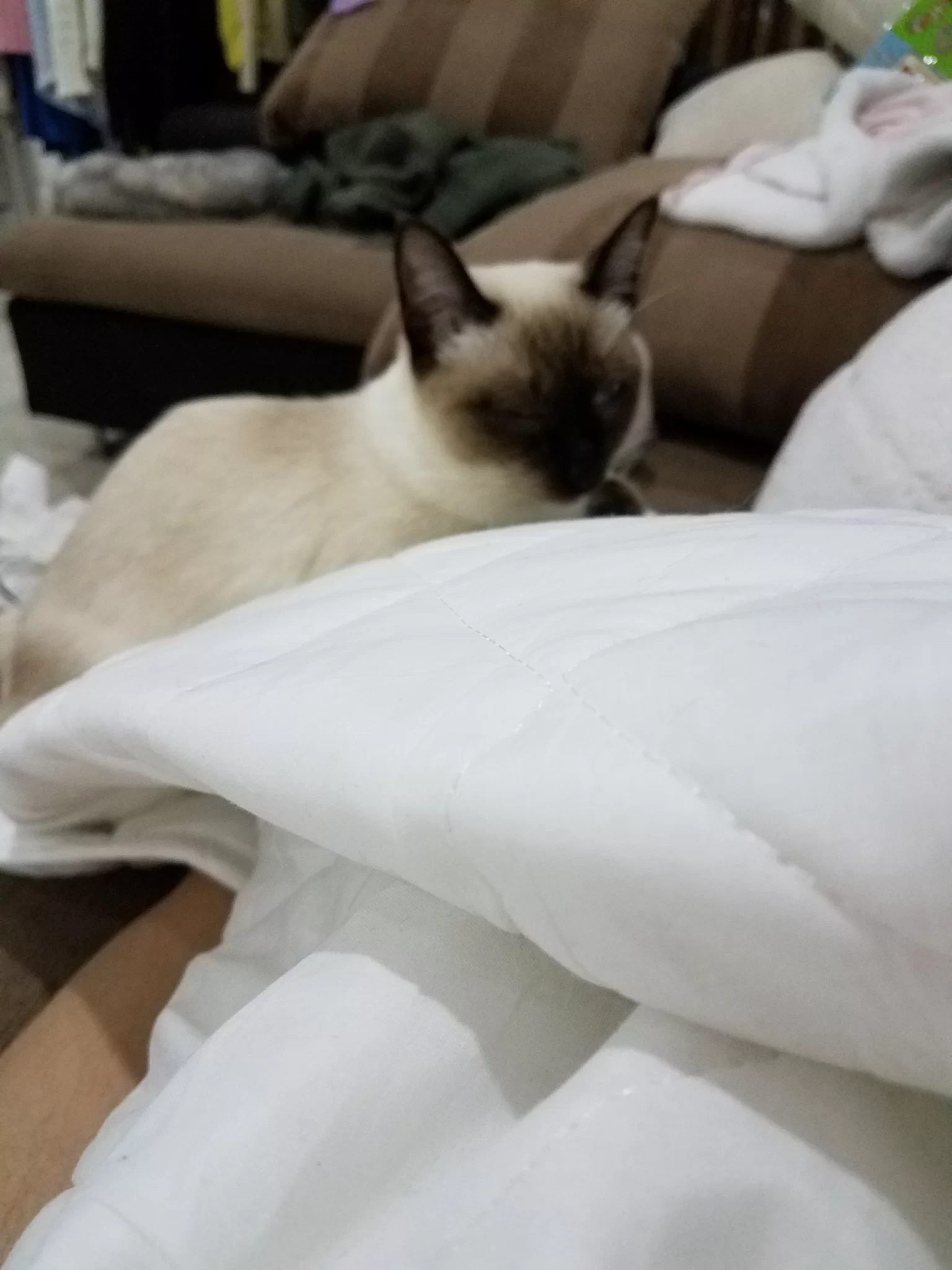 女生养猫副业靠谱吗?上班族能边上班边赚钱吗?