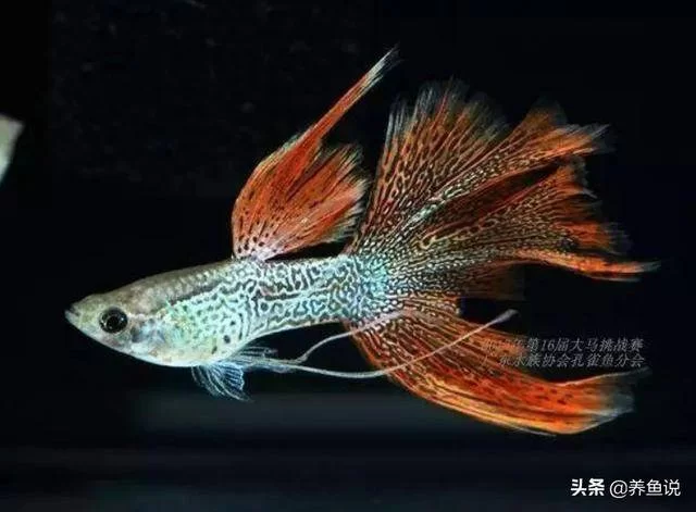 孔雀鱼副业怎么赚钱?养鱼不死有啥妙招?