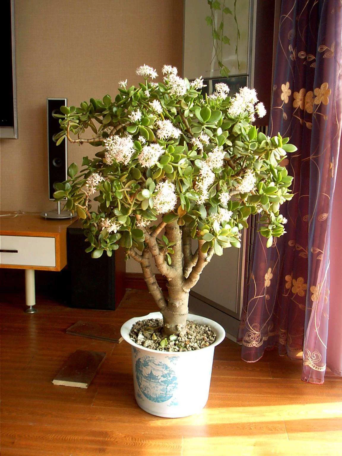 学生做副业,种乔木开花品种有哪些赚钱的选择?