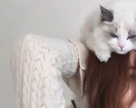 女生养猫能当副业吗?适合什么性格的女生?