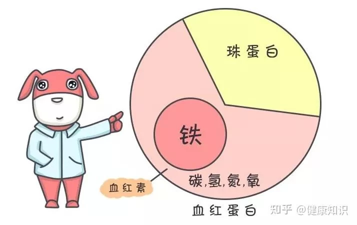 啥叫缺岗兼职人员?缺铁性贫血和贫血有啥区别?