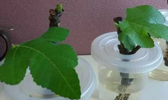 哪些水果种子能水培?副业买种子怕买到假咋办?