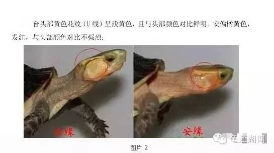 台缘和安缘有啥区别?上班族适合做啥副业好呢?