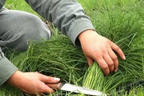 割韭菜的副业加盟，智商税吗？最新消息靠谱吗？