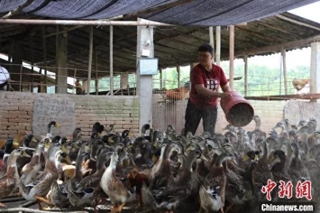 农民的副业，有哪些靠谱又闷声赚钱的路子？