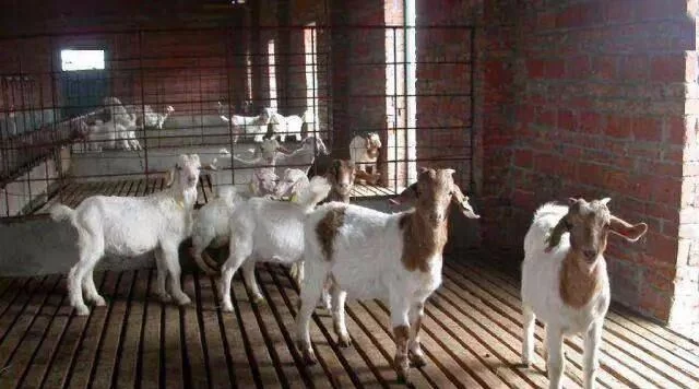 农村兼职养羊靠谱不？利润和前景到底咋样？