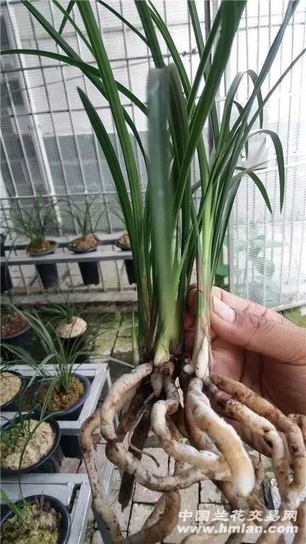 农村兼职养兰花靠谱吗，养兰花用什么土最好？