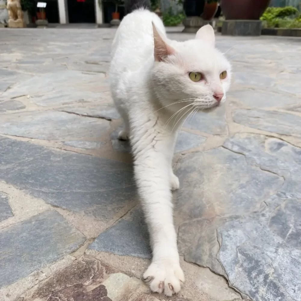 副业寄养猫咪赚钱是真的吗？一天能挣多少钱？