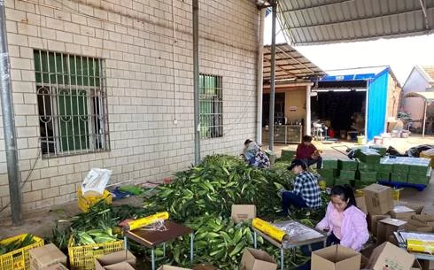 农民副业咋搞才能增收？新农人有啥好办法？