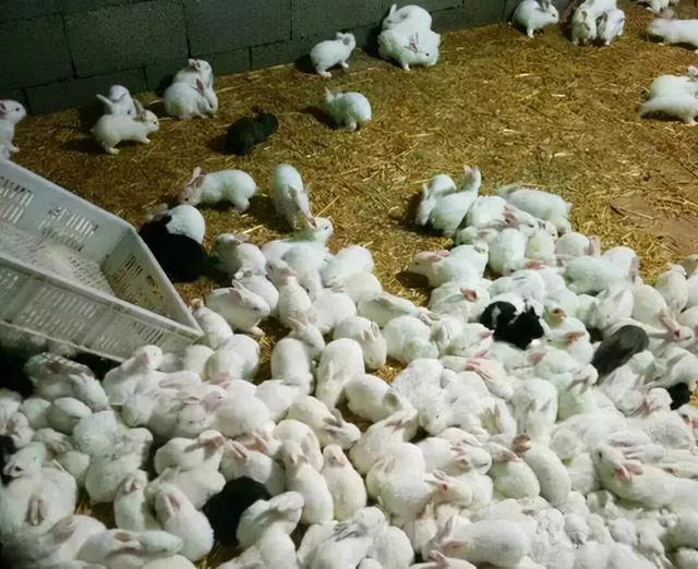 农村小型养殖副业做什么好养又赚钱不愁销路？