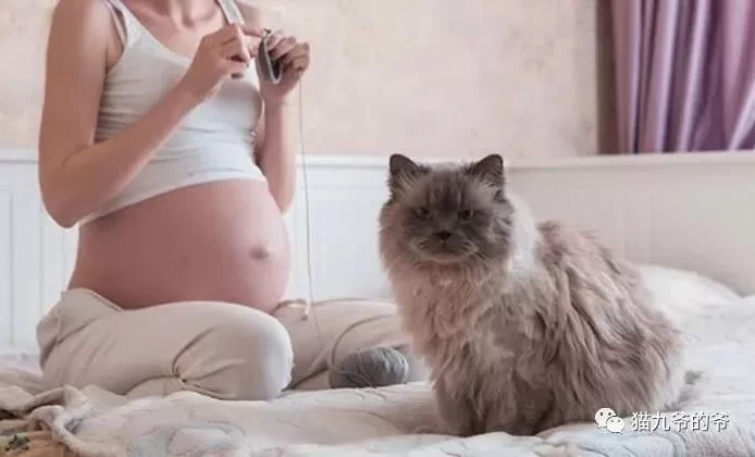 兼职怀孕能养猫吗?鼻炎猫瘟后多久可以养?