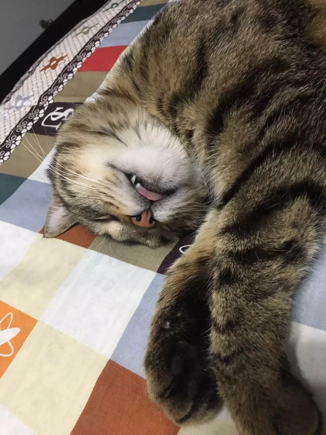 兼职养猫真的好吗?家里养猫好处多又吉利吗?