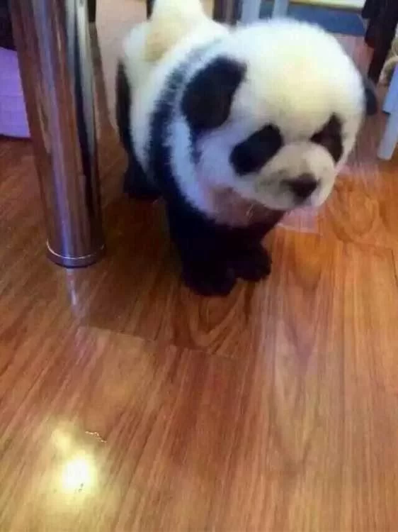 兼职假扮熊猫靠谱吗?松狮犬假扮熊猫引热议?