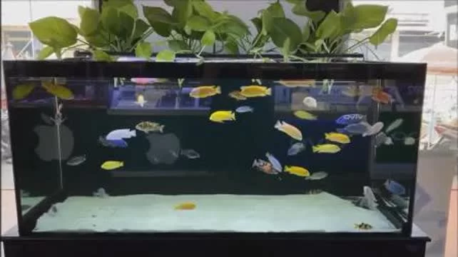 兼职养水草鱼违法不,水草多了会让鱼缺氧吗?