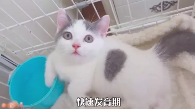 养猫要注意啥?好处坏处和屋子味道咋处理?