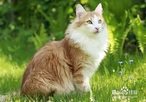 养猫适合做副业吗宝妈上班族在家也能轻松赚钱?