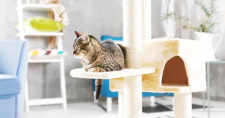 养猫副业叫啥好,上班族做啥副业靠谱稳?