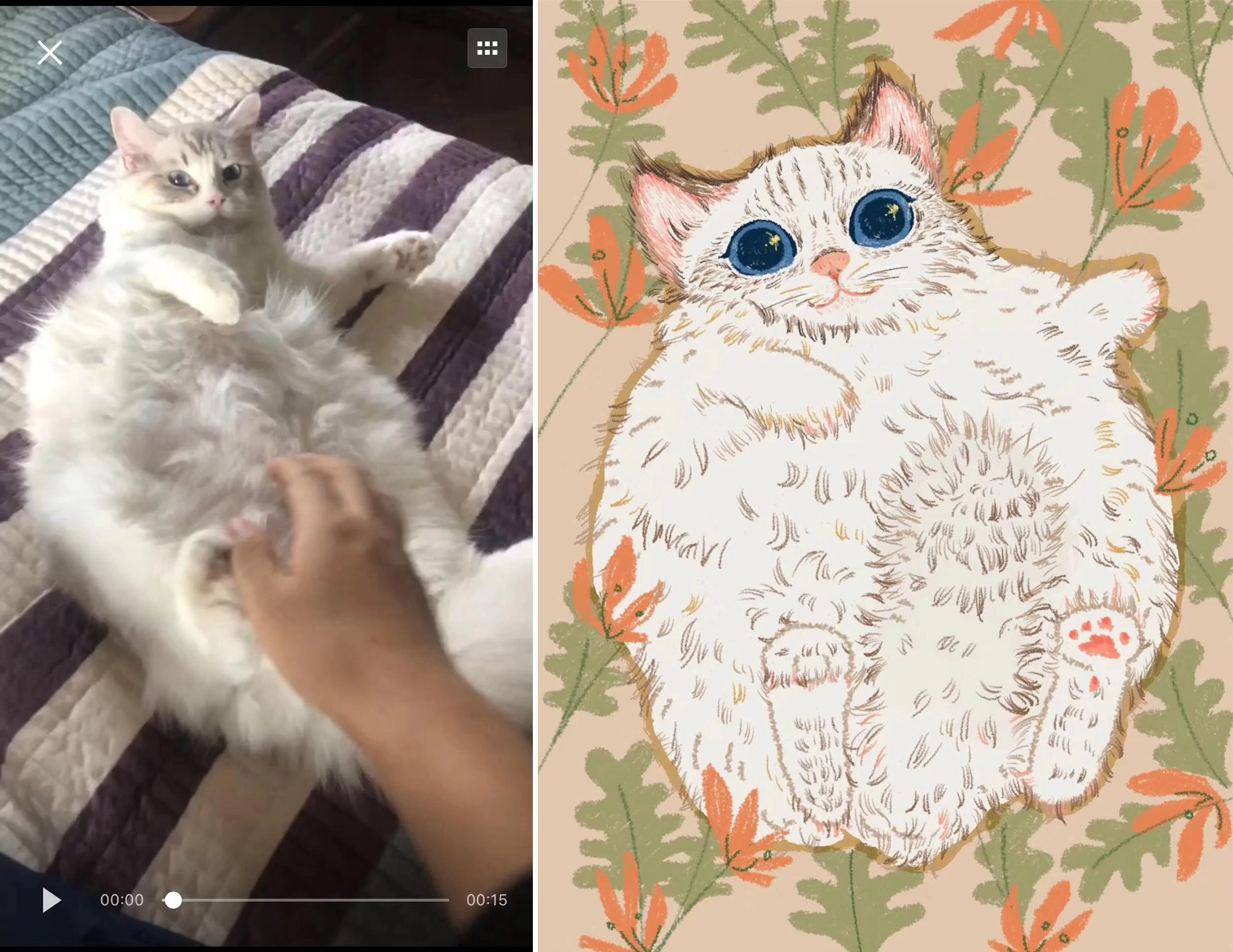 养猫兼职靠谱不?在家做能赚钱吗?合法不合法?