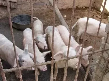 养猪副业咋整?乡村建设趋势下如何多赚钱?