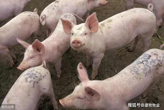 养猪为啥不当副业?养100头猪代养利润有多少?
