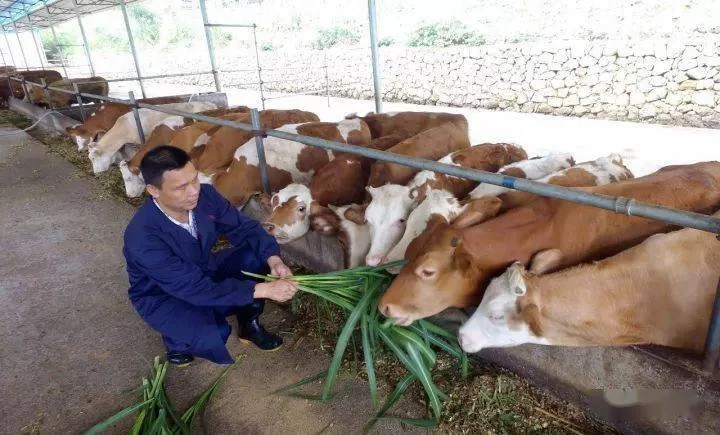 养牛能做哪些副业?事业编允许兼职赚钱吗?