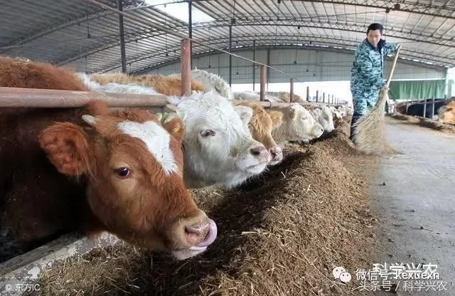 养牛副业怎么搞,养几头牛一年利润能挣十万?