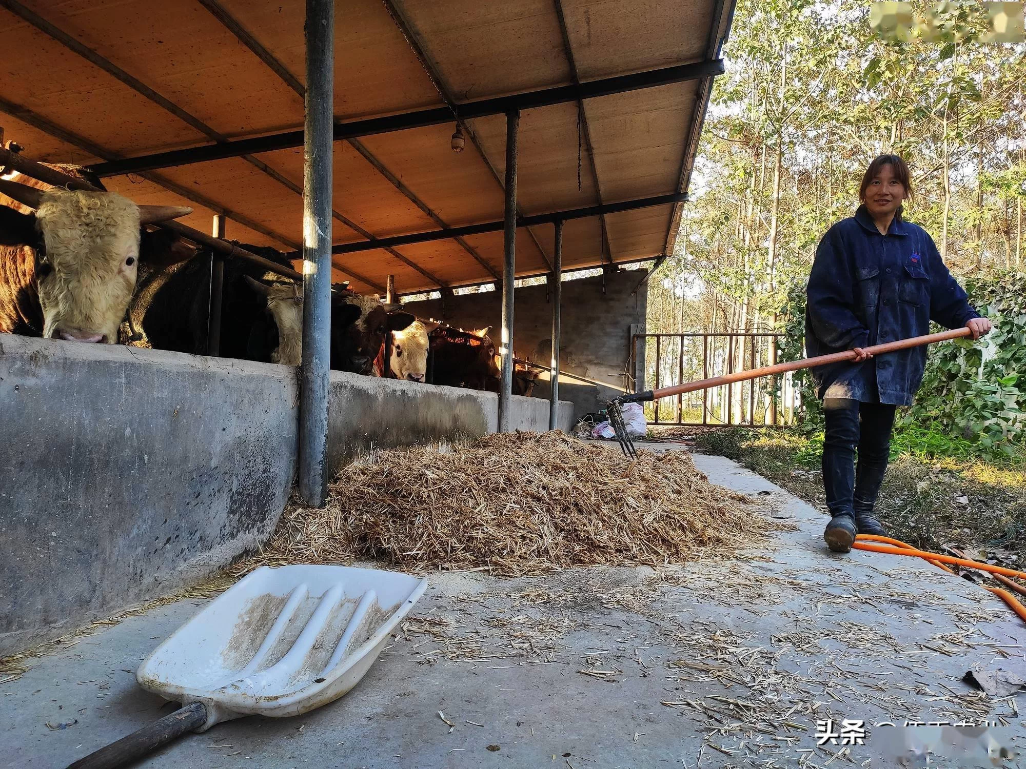 养牛做哪些副业能赚钱,养一头牛能挣多少?