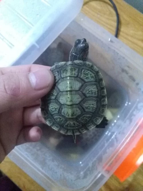 养龟副业怎么赚钱?新手裸缸养龟不爆缸还省心?