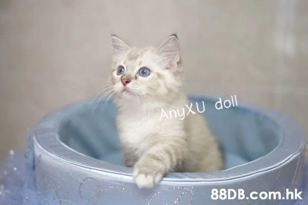养布偶猫当副业靠谱吗?花费禁忌这些坑别踩?