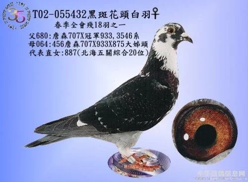 养鸽子做副业真能赚钱吗,要学哪些实用技能呢?