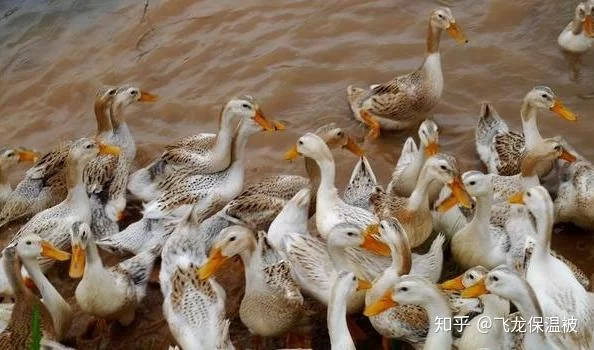 养鸭副业有哪些好做项目,副业赚钱路子有哪些?