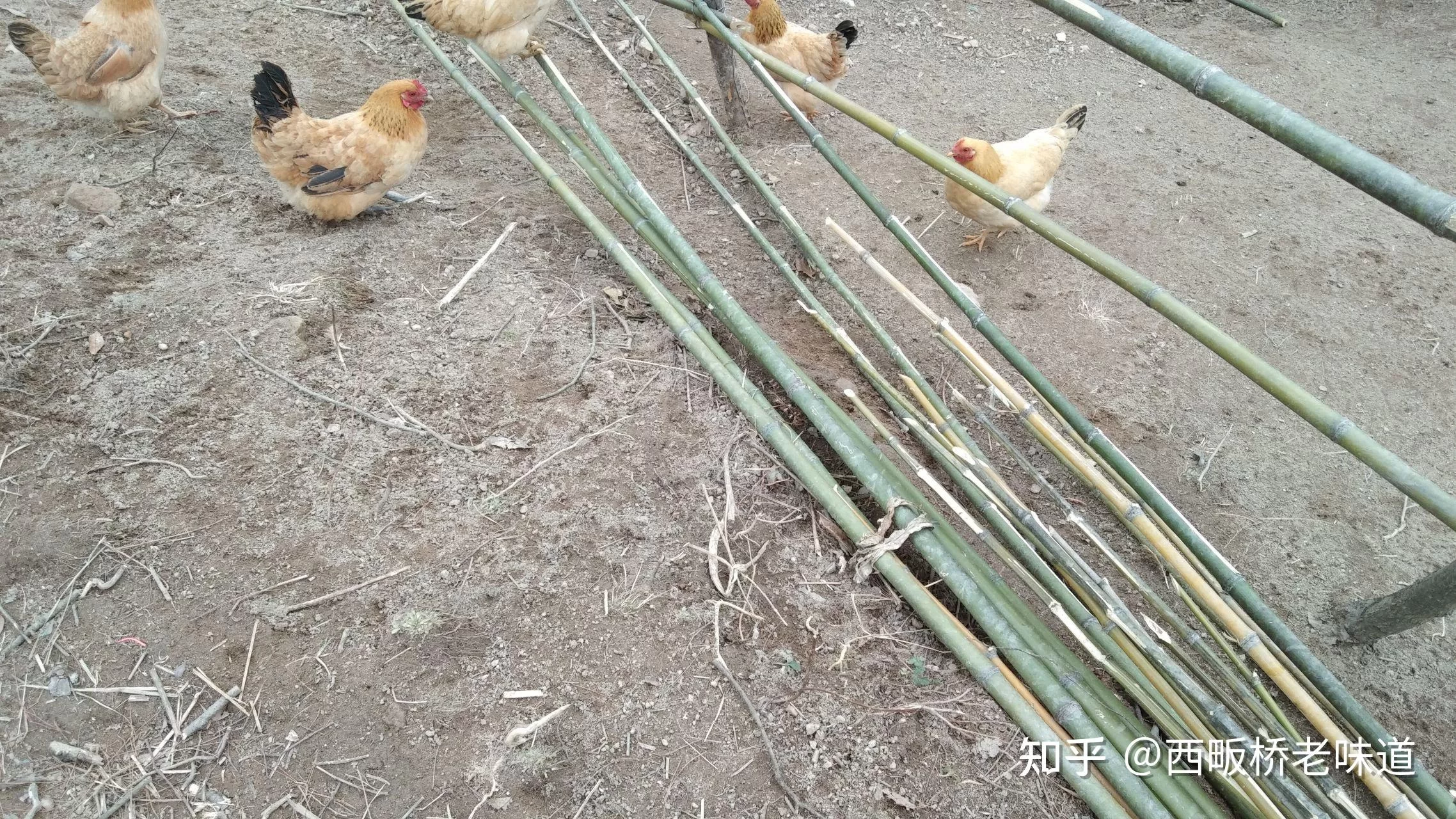 养鸡属于农业还是畜牧业,农业副业包含养鸡吗?