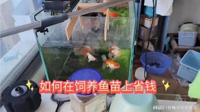 养鱼怎么发展副业赚钱?增加收入有啥好路子?