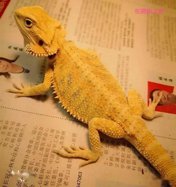 养蜥蜴做副业能赚钱吗?啥蜥蜴好养又靠谱?