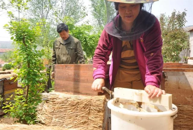 养蜂是上班族退休都能闷声赚钱的好副业吗?