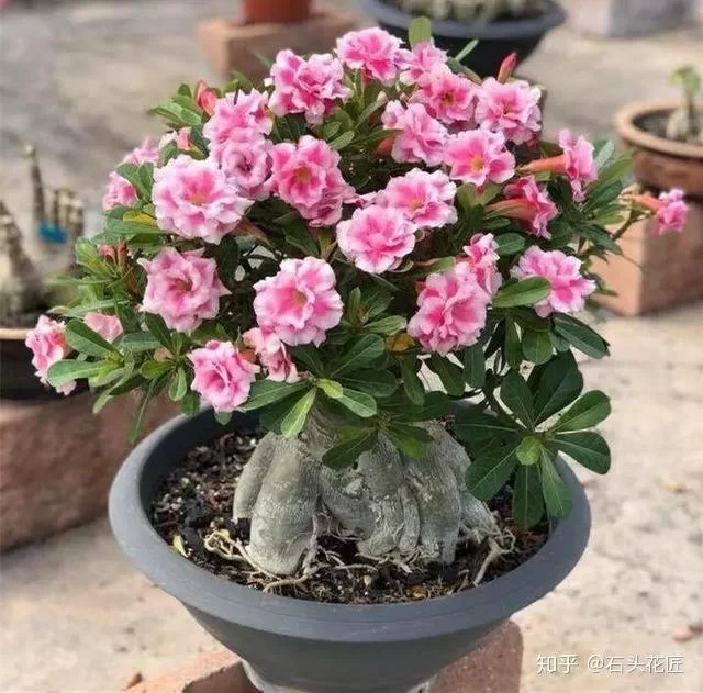 养玫瑰花做副业,水里放啥好?几天换一次水?