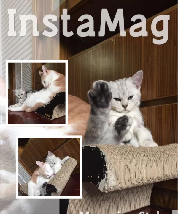 养猫能当副业吗?这些准备和风水要注意!