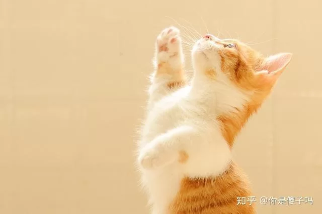 养猫能当主业副业?主业上班副业撸猫靠谱吗?