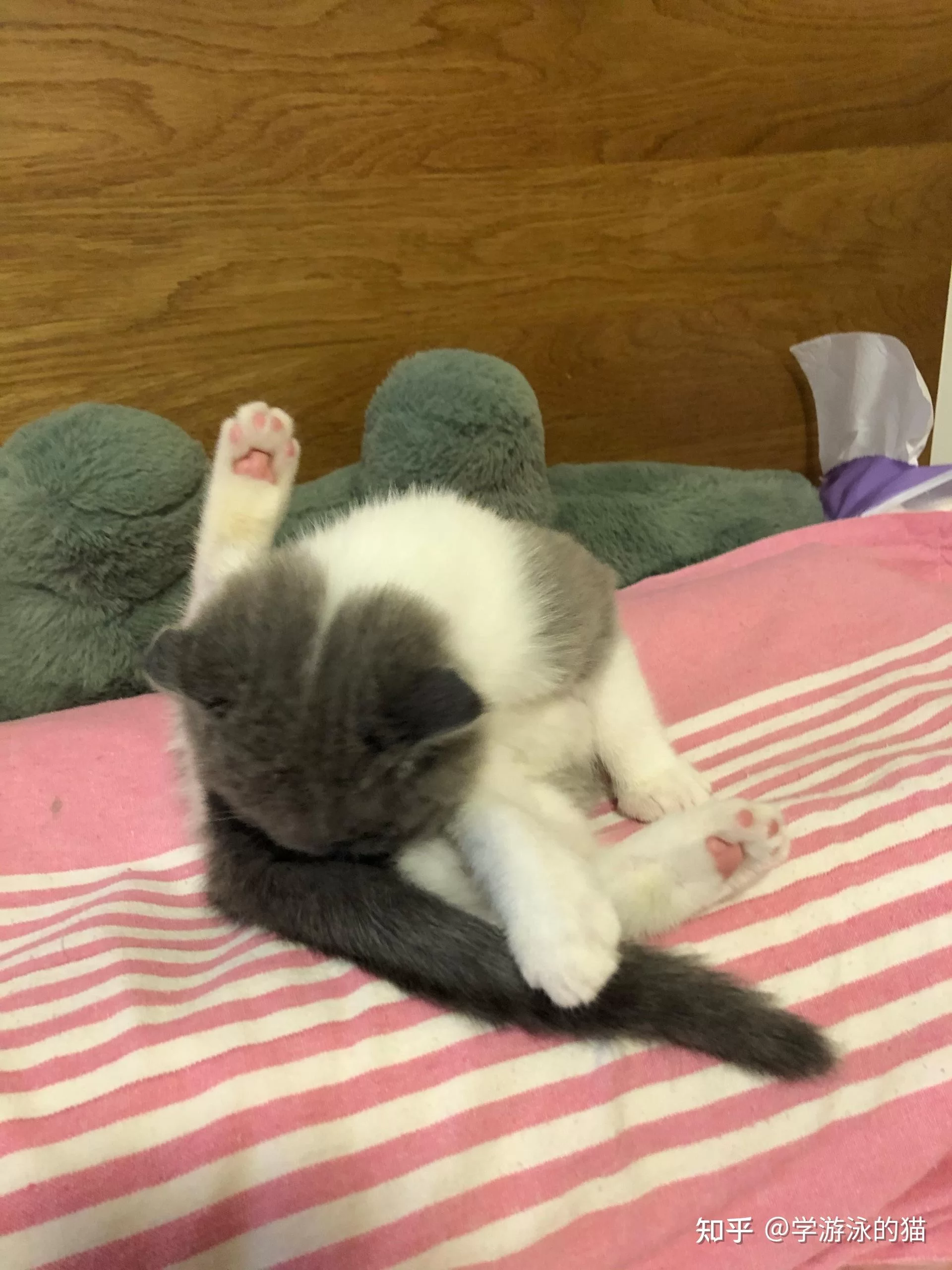 养猫副业适合女生上班族吗?真实体验分享