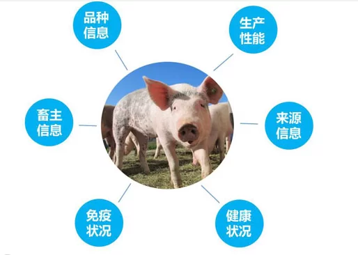养猪行业属于什么领域,副业有哪些方向?