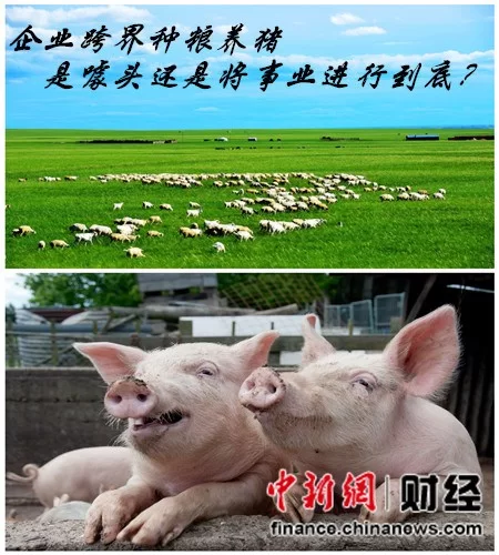 养猪属于副业还是职业,算什么行业类型呢?