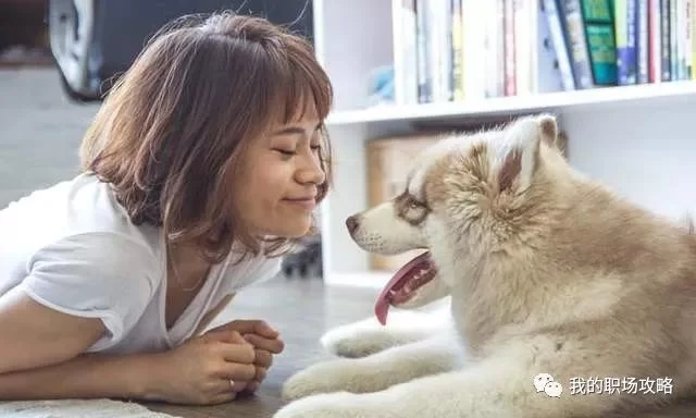 养狗搞什么副业靠谱?新手适合养哪种狗赚钱?
