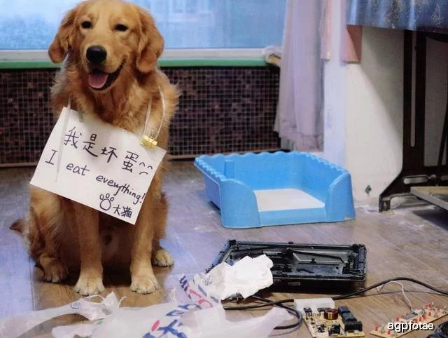 养狗搞副业有哪些项目,上班族能赚钱吗?
