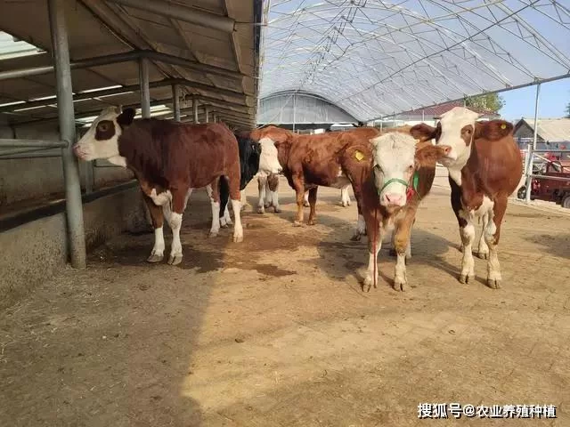 养牛人副业怎么搞最稳,养几头牛一年能挣10万?