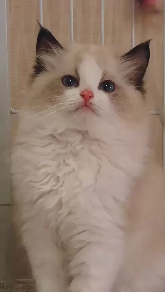 养布偶猫能做副业吗,白天上班养猫真的难吗?