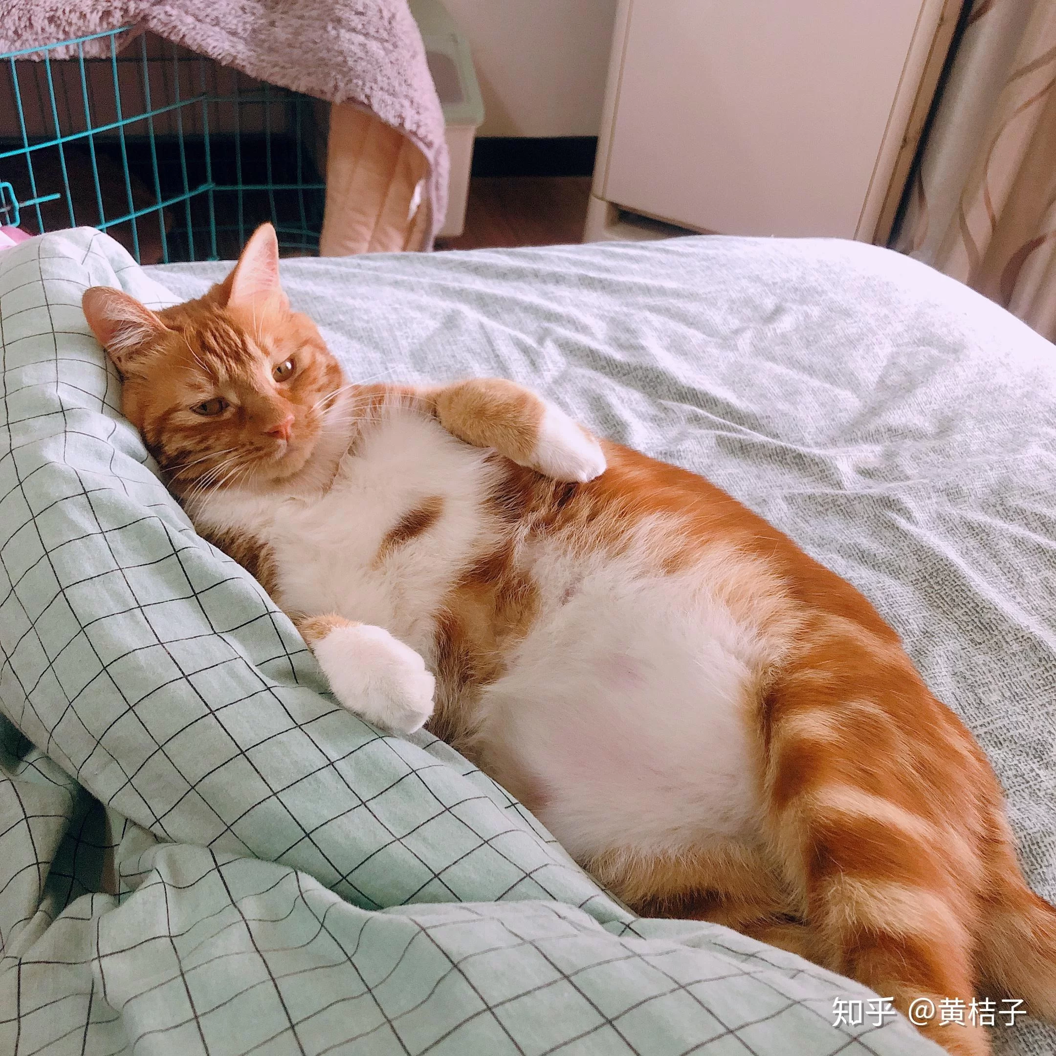 养几只猫做副业好,家里养几只猫风水更吉利?